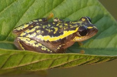 Heterixalus carbonei