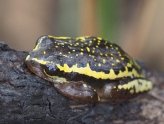 Heterixalus carbonei