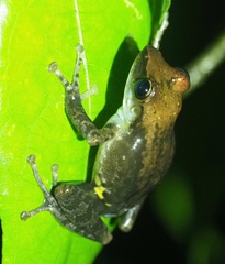 Guibemantis liber