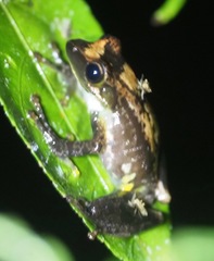 Guibemantis liber