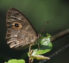 Heteropsis subsimilis