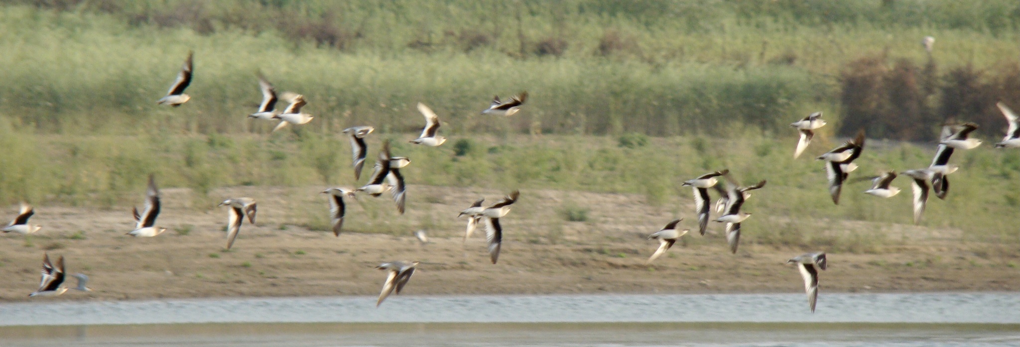 Small Pratincole