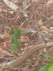 Psammophis orientalis