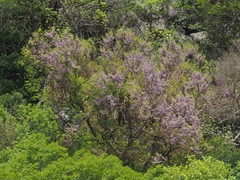 Millettia