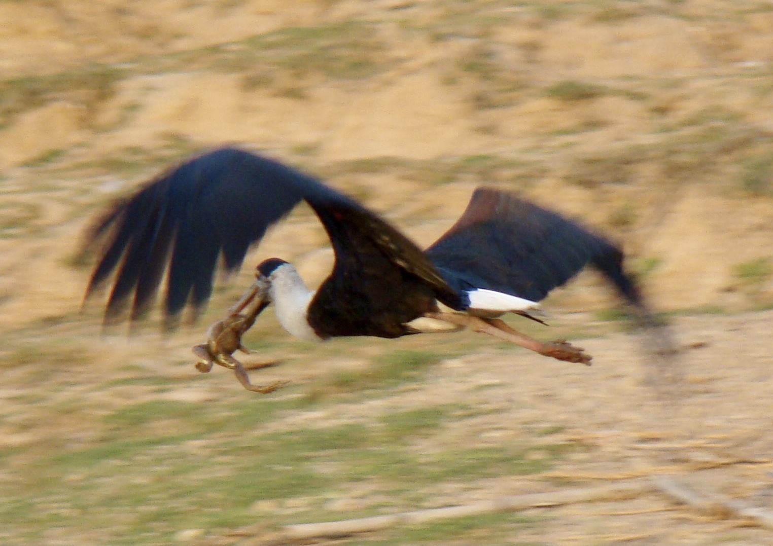 Asian Woolly-necked Stork