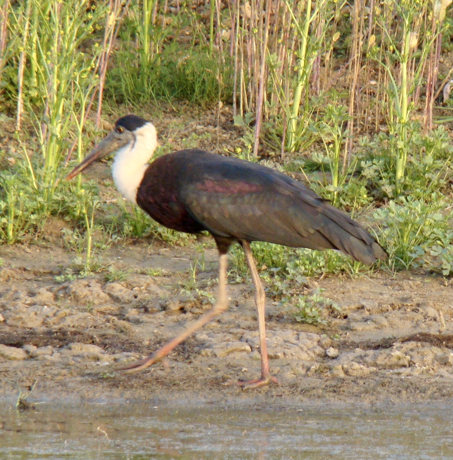 Asian Woolly-necked Stork