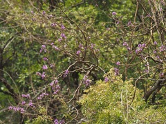 Millettia