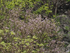 Millettia