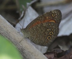 Heteropsis ankaratra