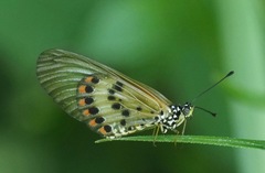 Acraea ranavalona