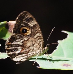 Heteropsis subsimilis