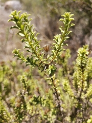 Oedera squarrosa
