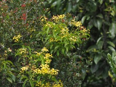 Image of Tristellateia australasiae