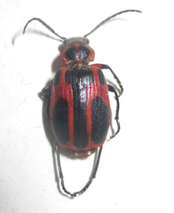 Lebistina peringueyi