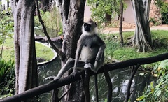 Semnopithecus priam thersites