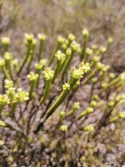 Crassula ericoides