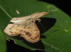 Eagris sabadius andracne