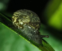Helicarionoidea