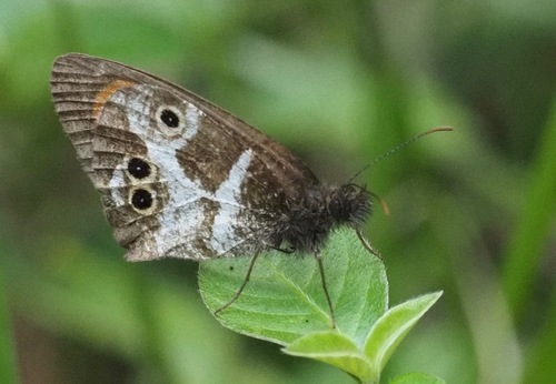 Strabena tsaratananae