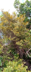 Diospyros danguyana