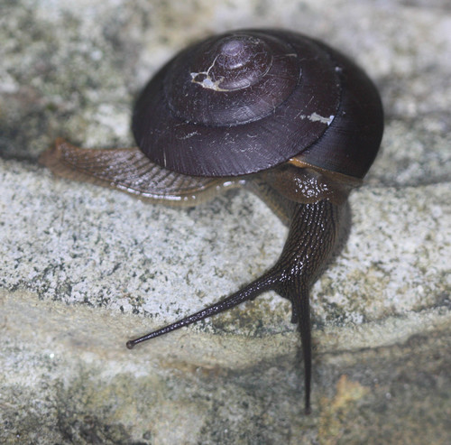 Hemiplecta cymatium