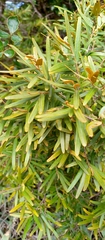Diospyros danguyana