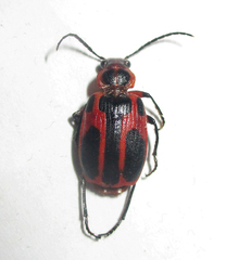 Lebistina peringueyi