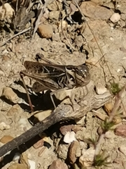 Locusta migratoria