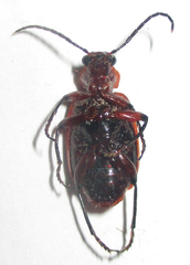 Lebistina peringueyi