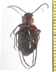 Lebistina peringueyi