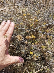 Helichrysum rutilans