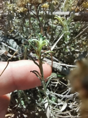 Helichrysum rutilans