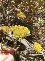 Helichrysum rutilans