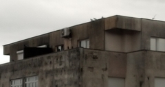 Columba livia domestica