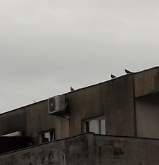 Columba livia domestica