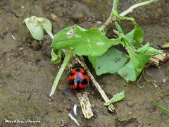 Coccinella transversalis
