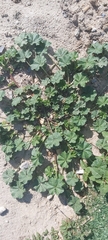 Malva parviflora