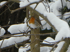 Erithacus rubecula