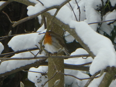 Erithacus rubecula