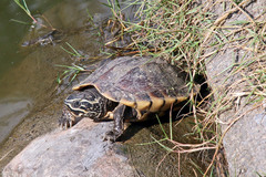 Malayemys macrocephala