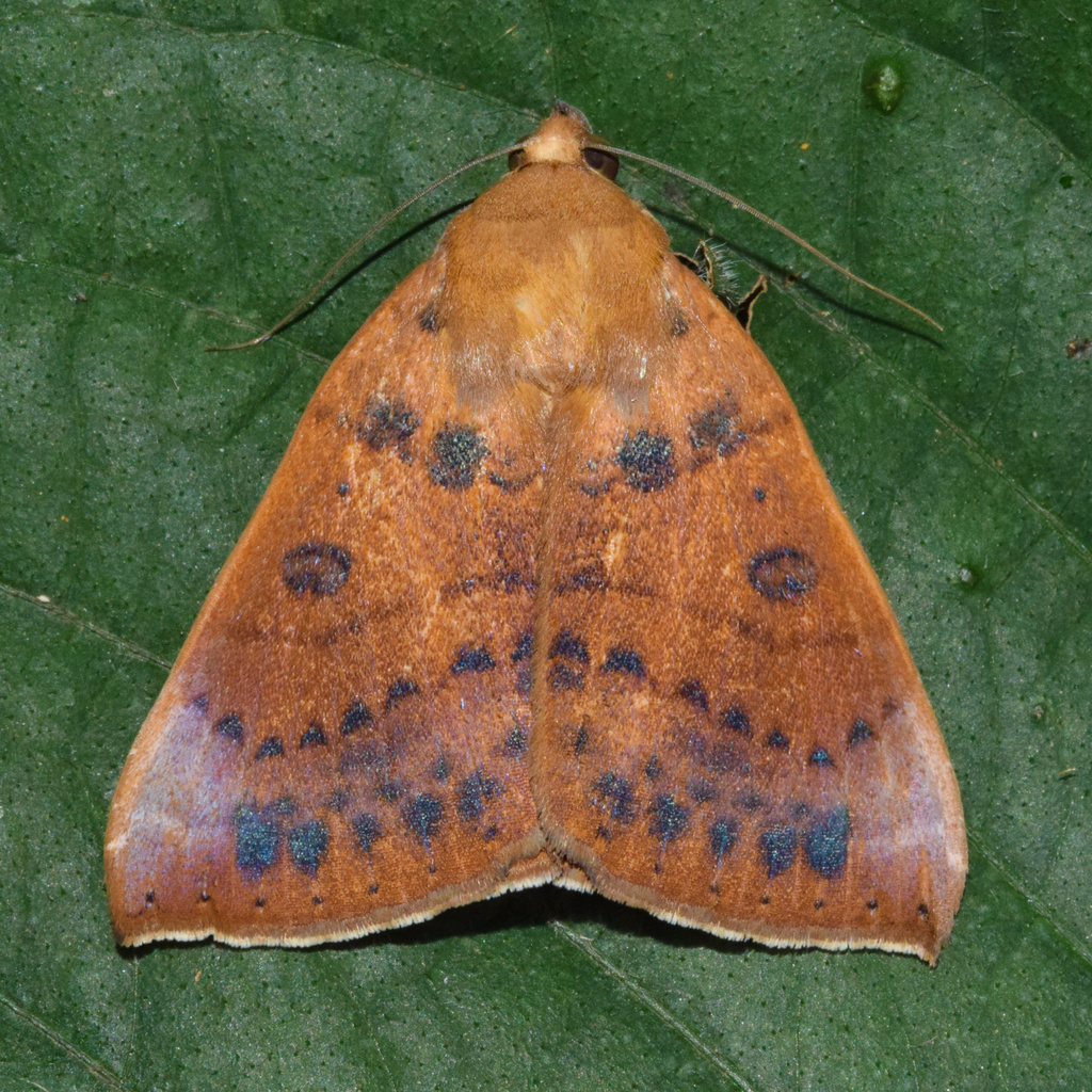 Spotted Achaea