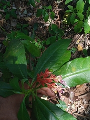 Rauvolfia serpentina