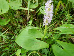 Pontederia sagittata