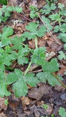 Ranunculus constantinopolitanus