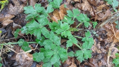 Ranunculus constantinopolitanus