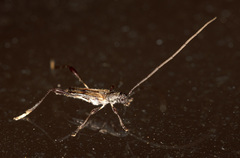 Mecynopus cothurnatus