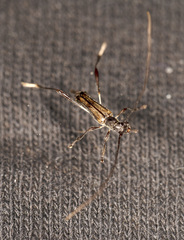 Mecynopus cothurnatus