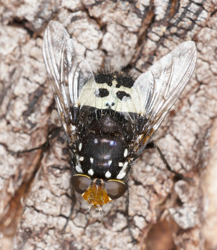 Amphibolia vidua