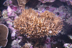 Seriatopora hystrix