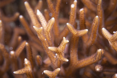 Seriatopora hystrix